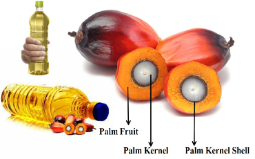 palm-kernel-edible-oil-plant